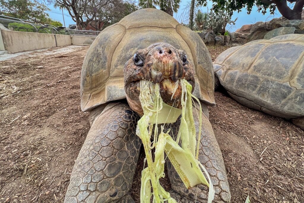 Gramma, la tortuga de las Galápagos del Zoológico de San Diego. (Alianza de Vida Silvestre del Zoológico de San Diego/AP)