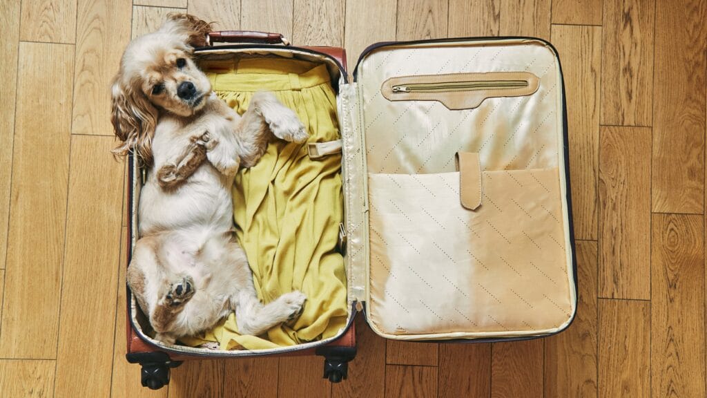 Conoce cuales son los requisitos para ingresar o salir del país con tu mascota - Créditos: Difusión