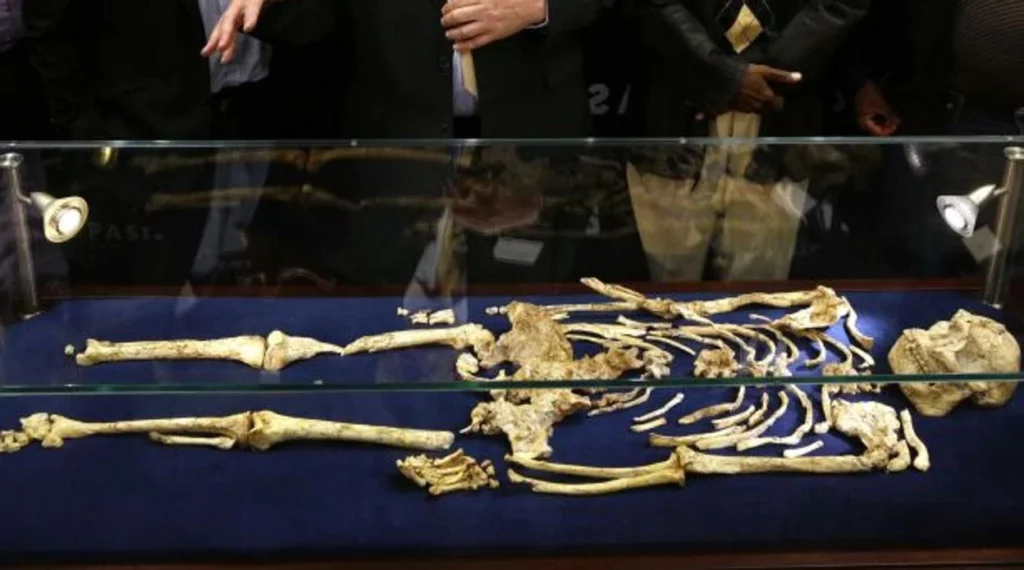 Little Foot podría pertenecer a una especie aún no definida, según nueva investigació