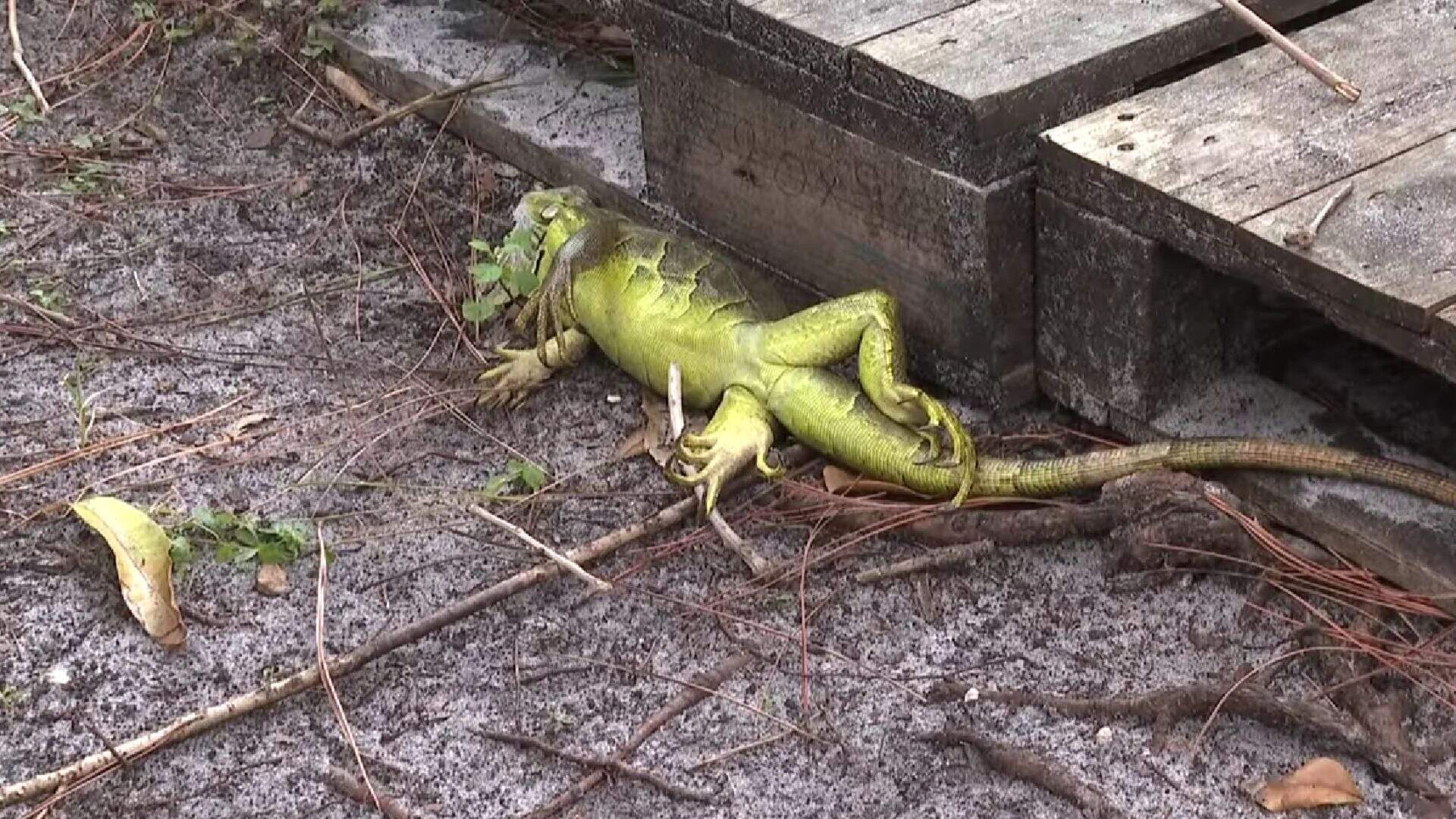 Iguanas invaden suelo de Miami: congeladas por frío extremo caen inertes