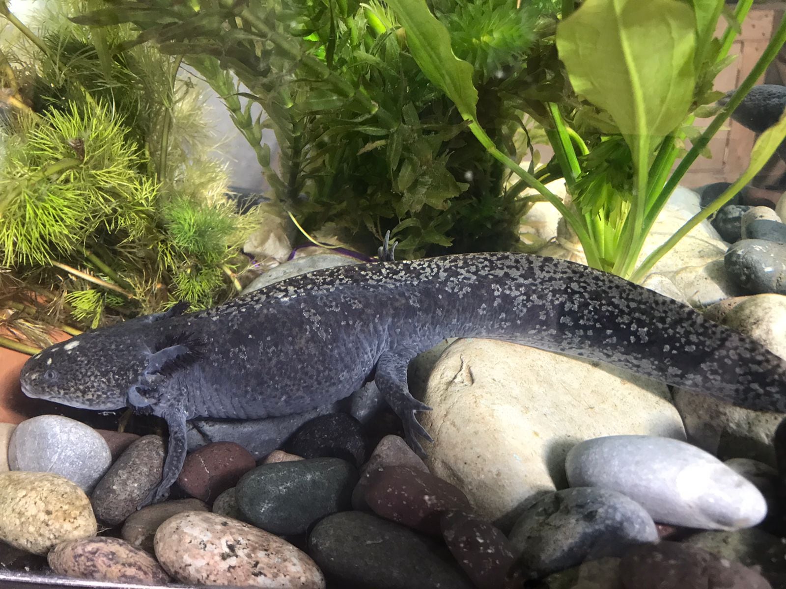 Este animal se caracteriza por su capacidad de regeneración. Foto: Cortesía del Museo del Ajolote