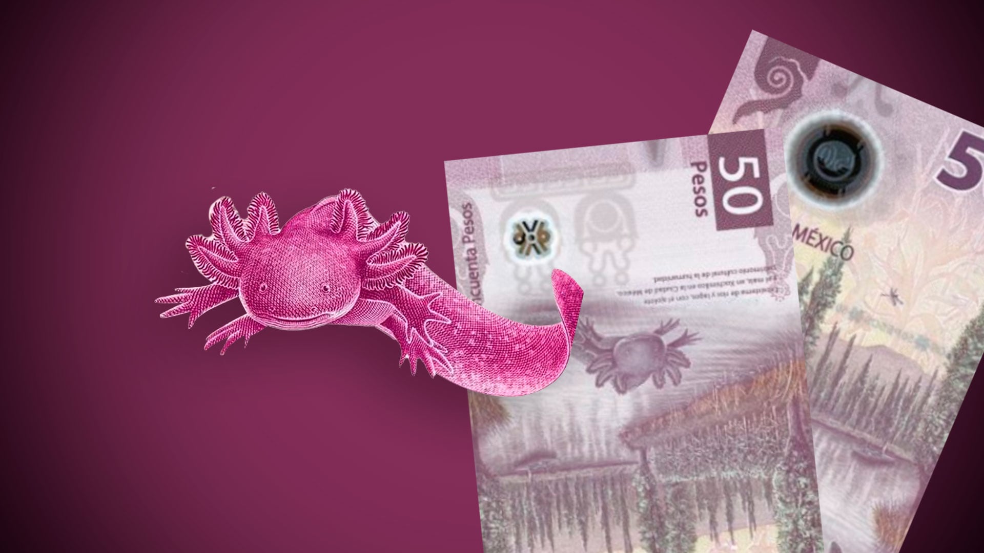 En México este animal ha sido parte de la cultura popular, llegando a estar plasmado en los billetes de 50 pesos. (Foto: Jovani Pérez)