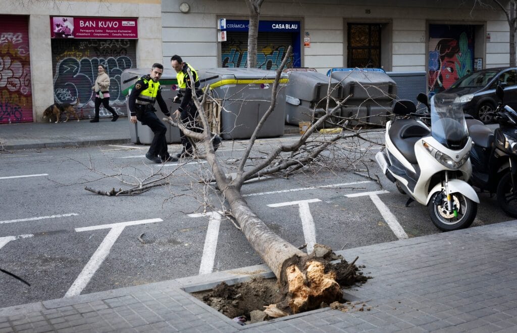 Dos operarios retiran un árbol caído el jueves en Barcelona.