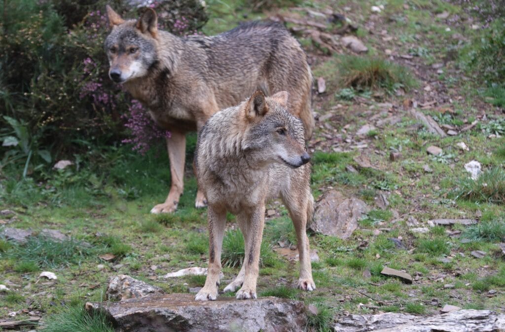 Ecologistas, ganaderos y Junta chocan por la protección del lobo en Castilla-La Mancha
