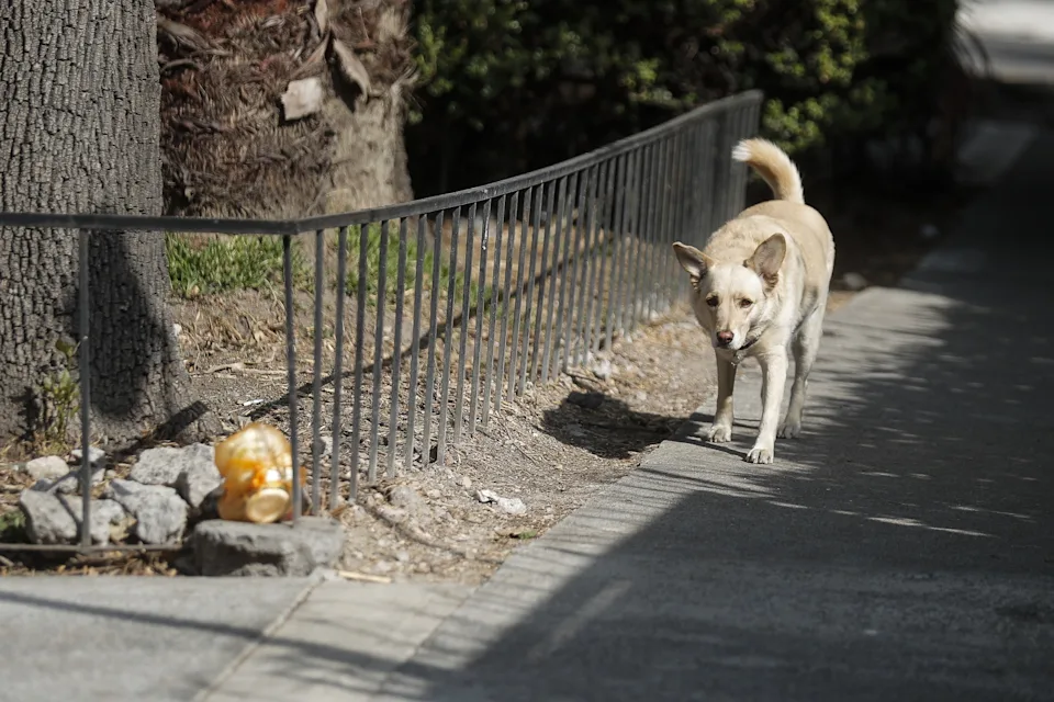 La polémica por 10.000 perros muertos en México reaviva el debate sobre maltrato animal