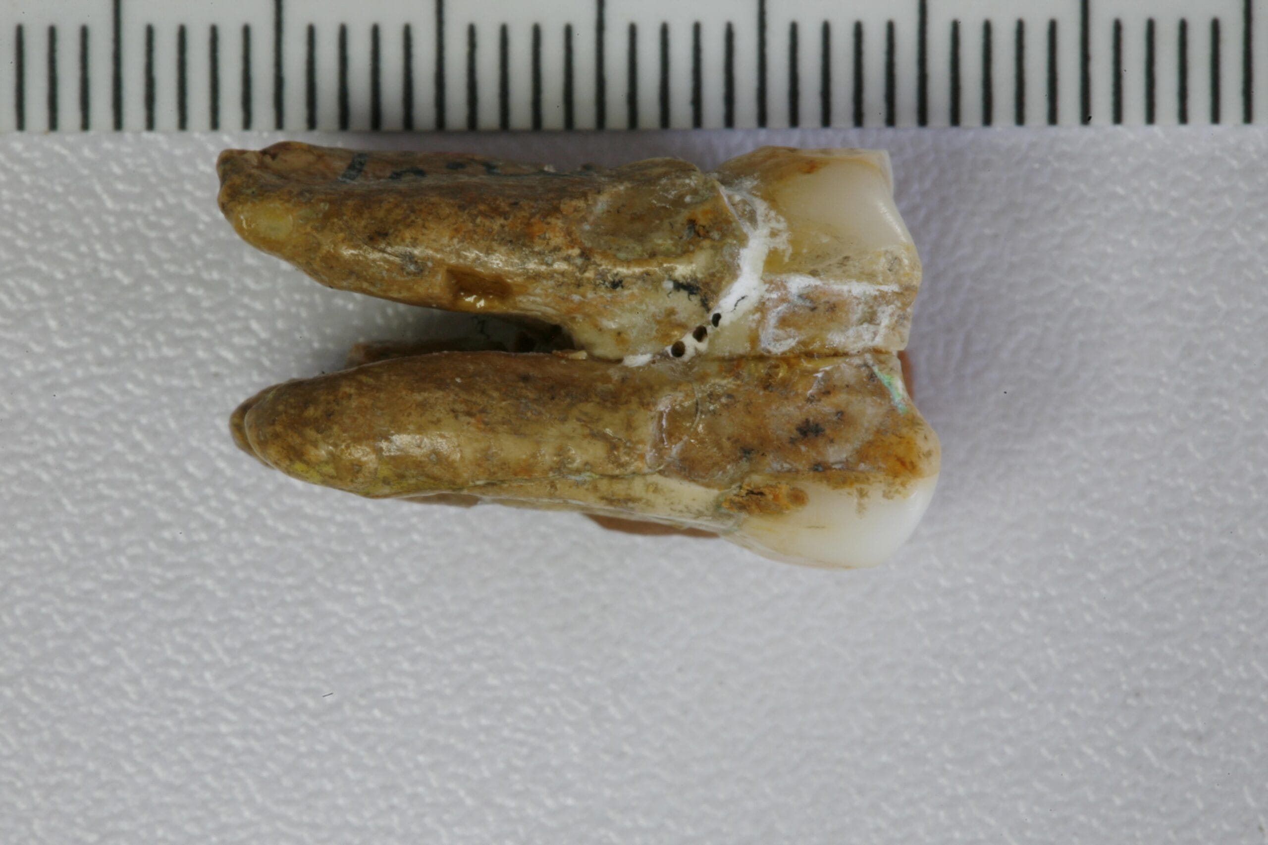 Una de las muelas de 'Homo erectus' analizadas.