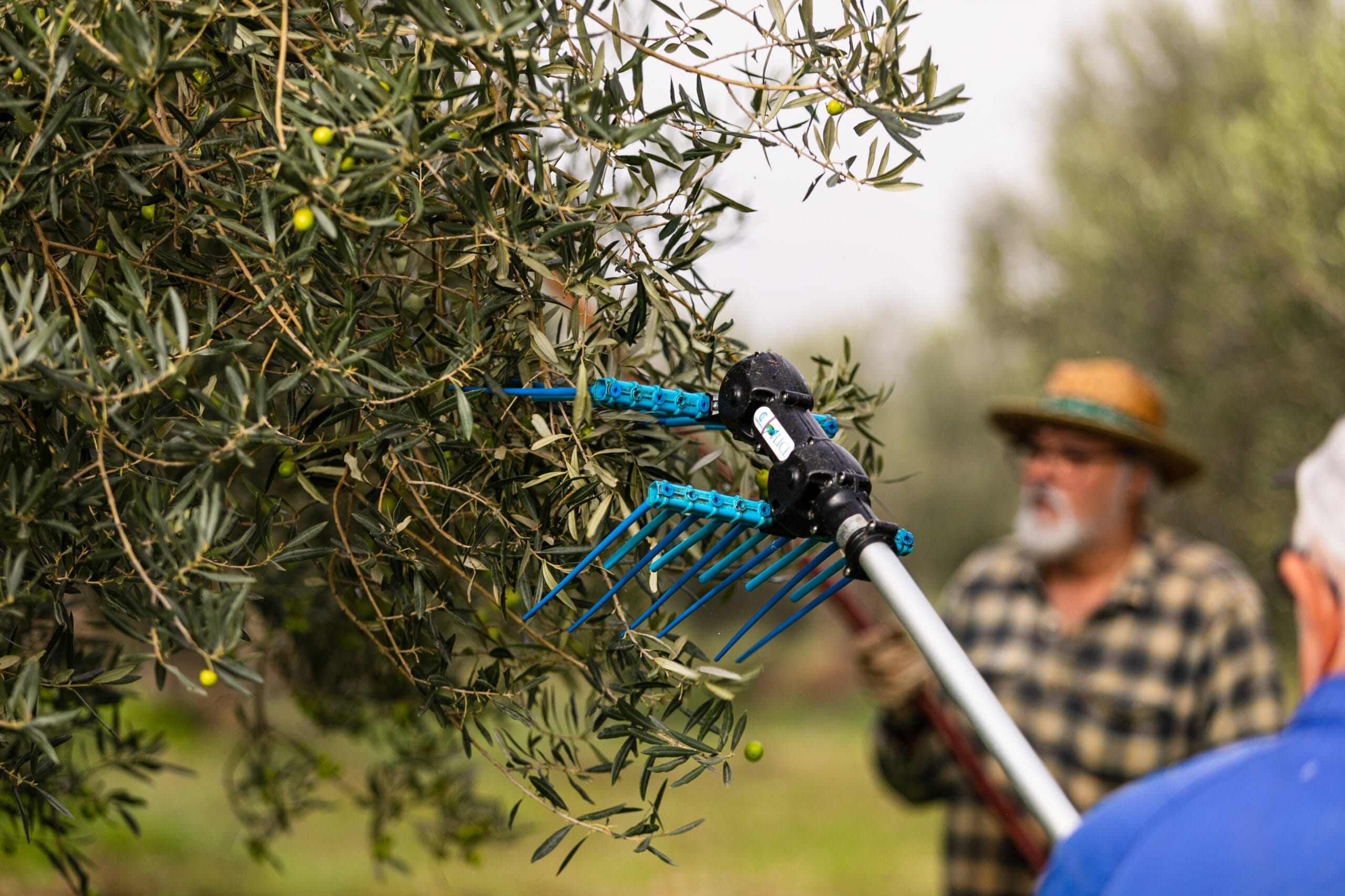 El sector del aceite de oliva aprovecha el tirón del Mundial para promocionarse en Estados Unidos