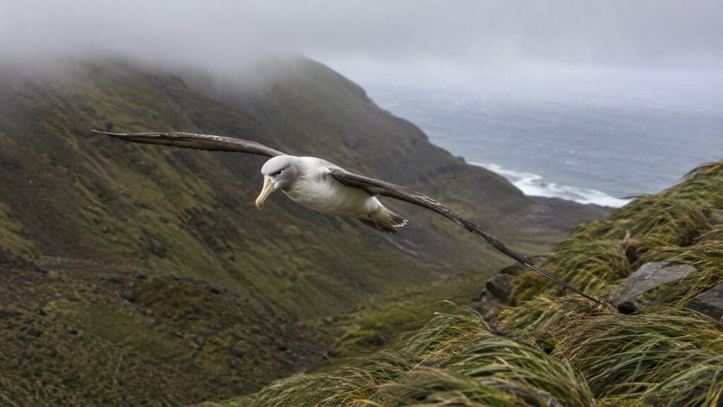 Vientos cruzados y descendentes pueden empujar al suelo a albatros que planean
