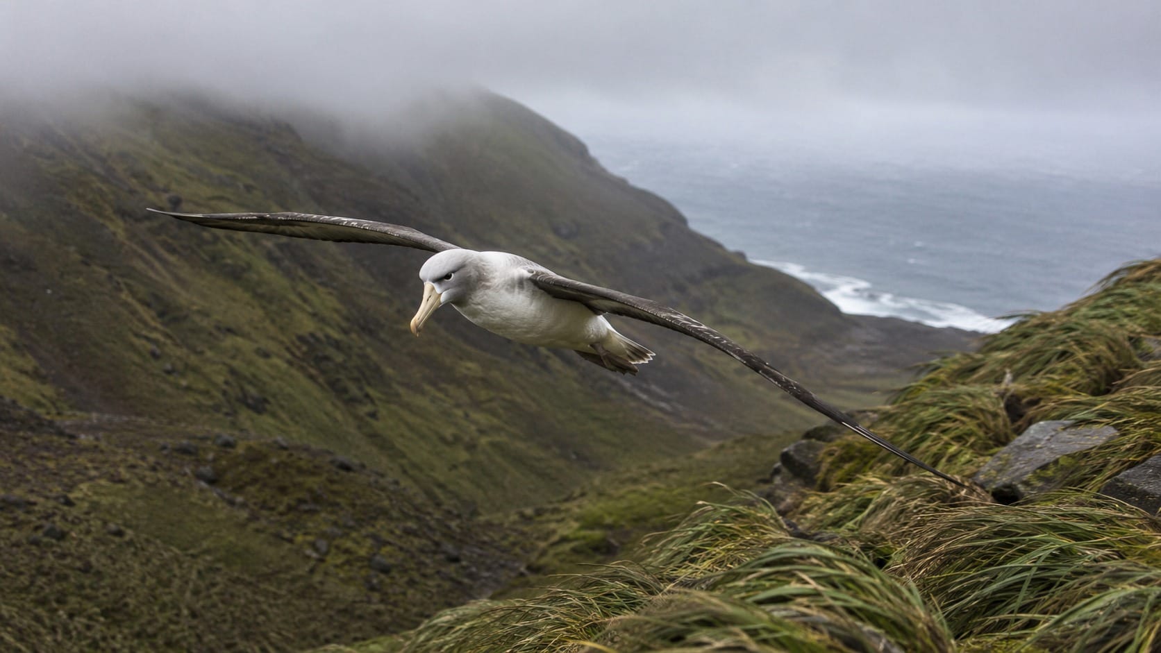 Vientos cruzados y descendentes pueden empujar al suelo a albatros que planean