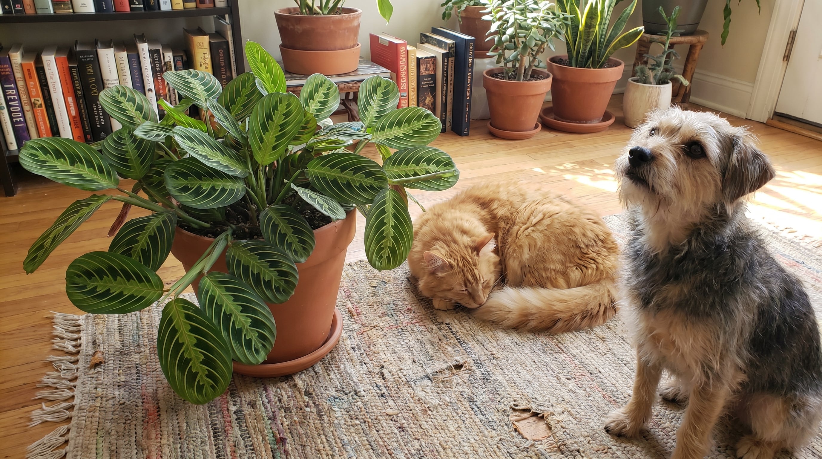 Mascotas en casa. (Imagen Ilustrativa Infobae)