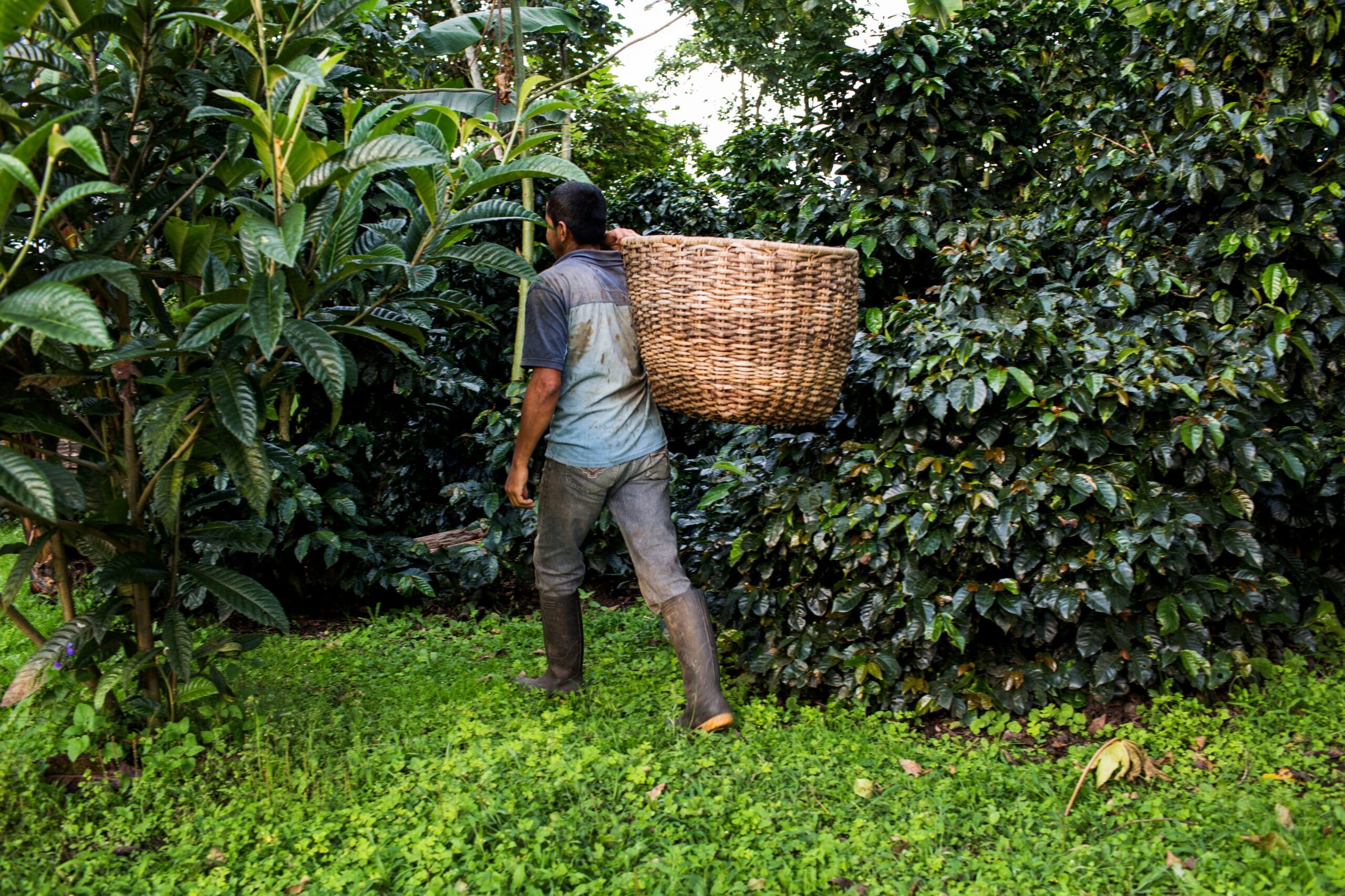 El Gobierno de De la Espriella empieza a desmontar una protección para un millón de hectáreas agrícolas