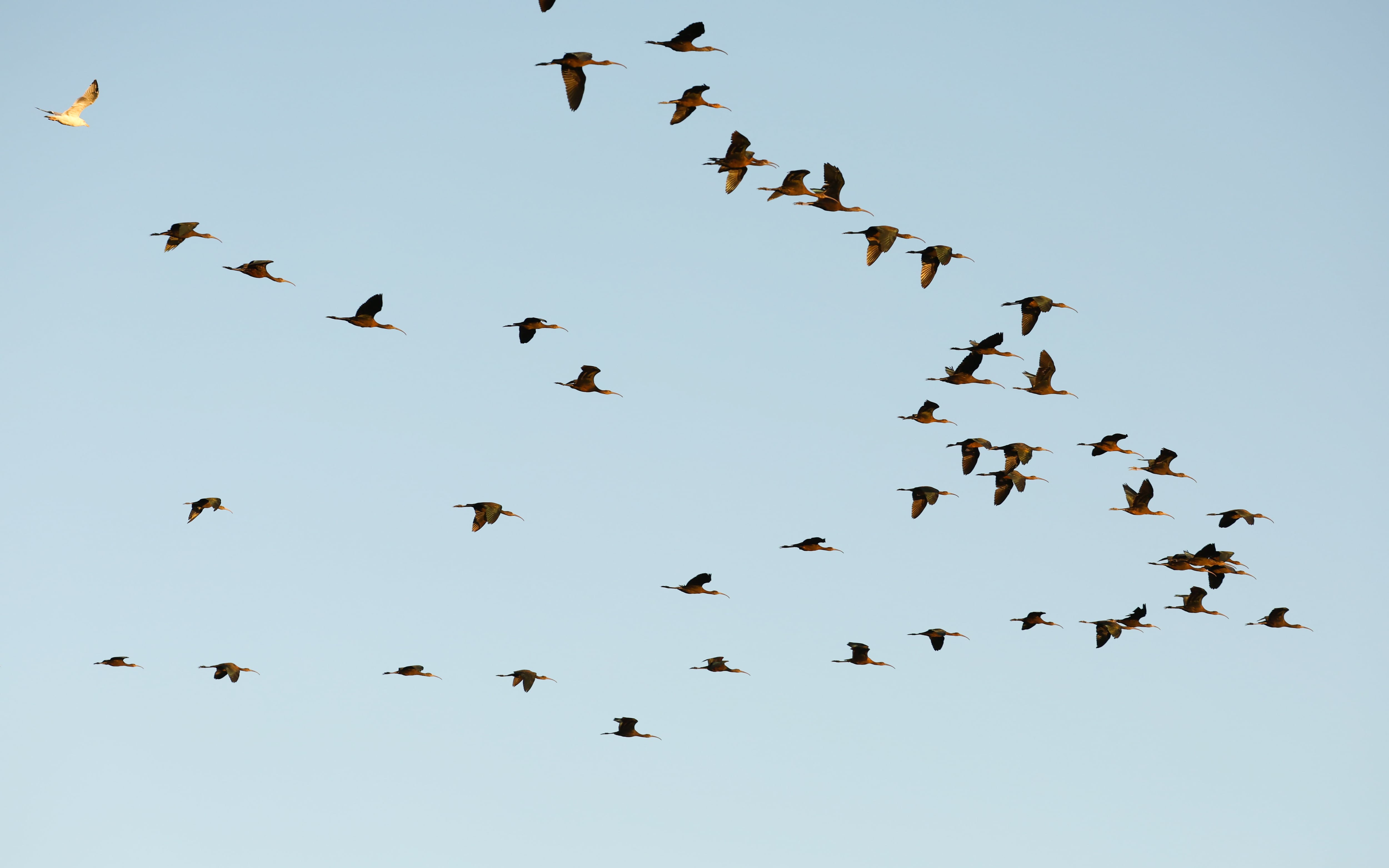 Aves en vuelo durante el Delta Birding Festival