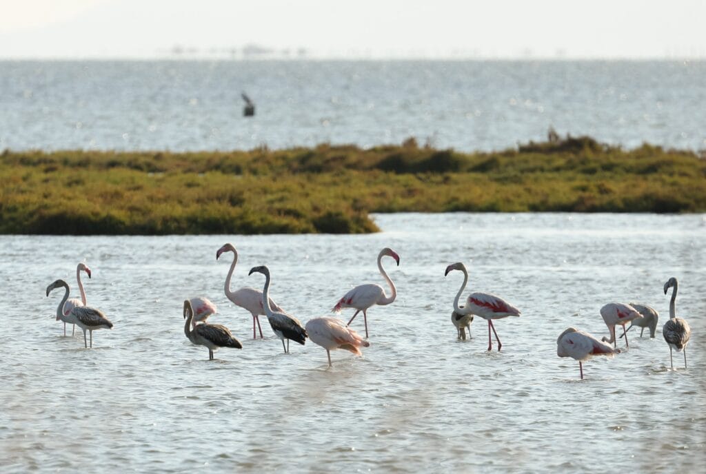Flamencos en el Delta Birding Festival.
