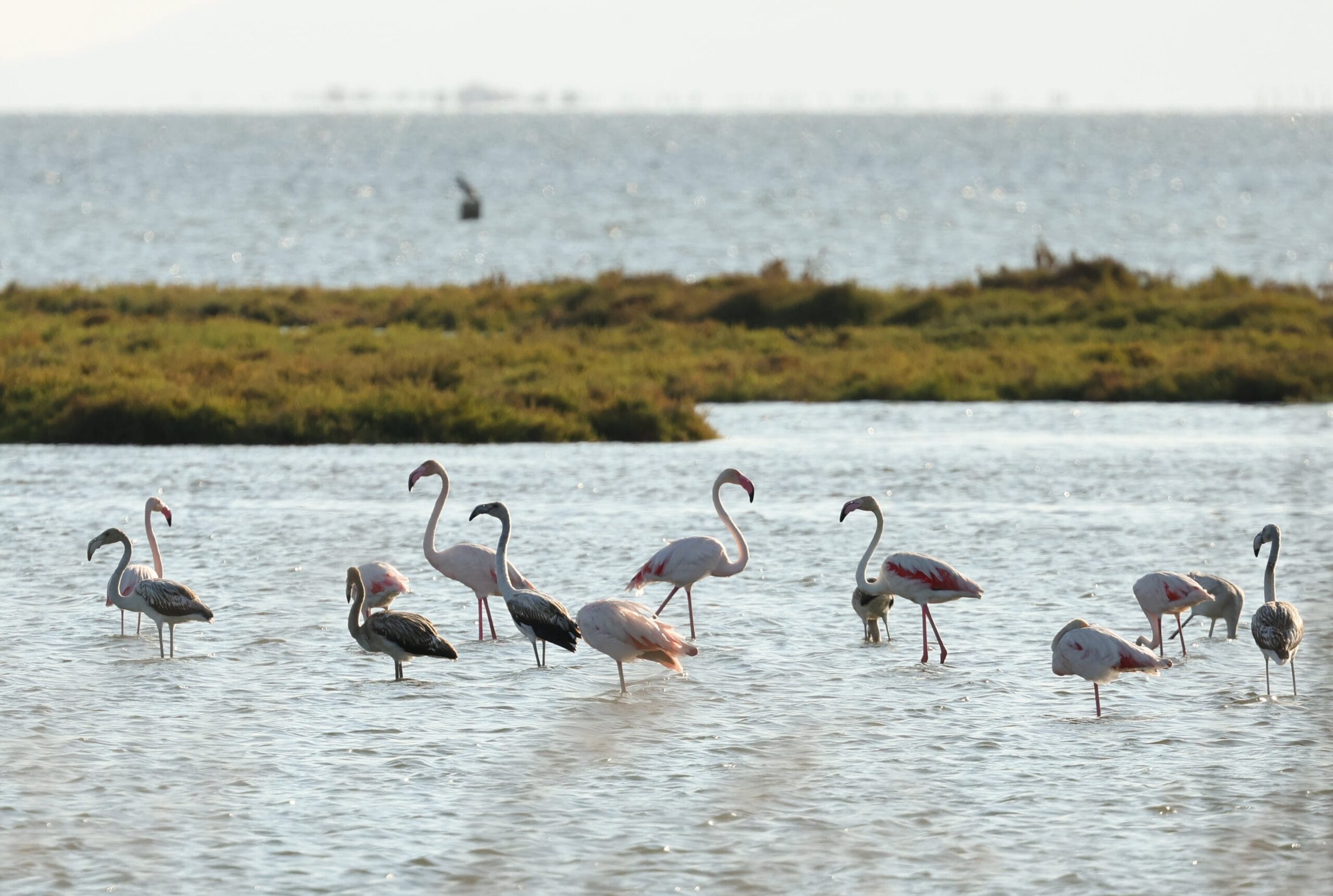 Flamencos en el Delta Birding Festival.