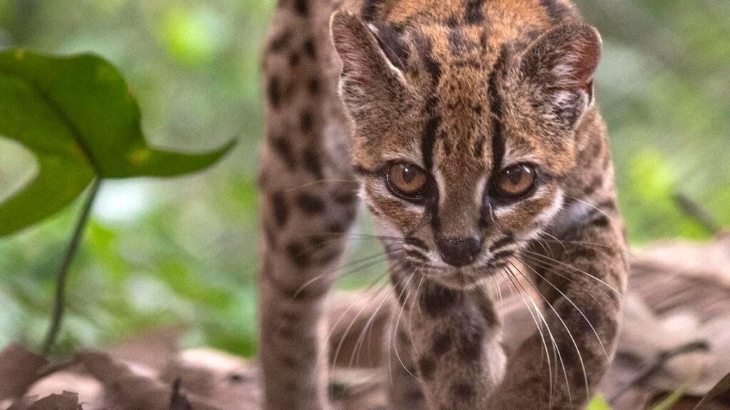 El tilcayo atrae visitantes en Bolivia y abre una nueva alerta de conservación