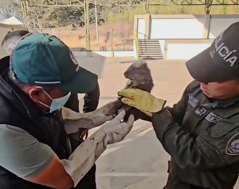 Autridades siguen protegiendo la fauna en medio de los incendios en Villa de Leyva - crédito Policía Nacional