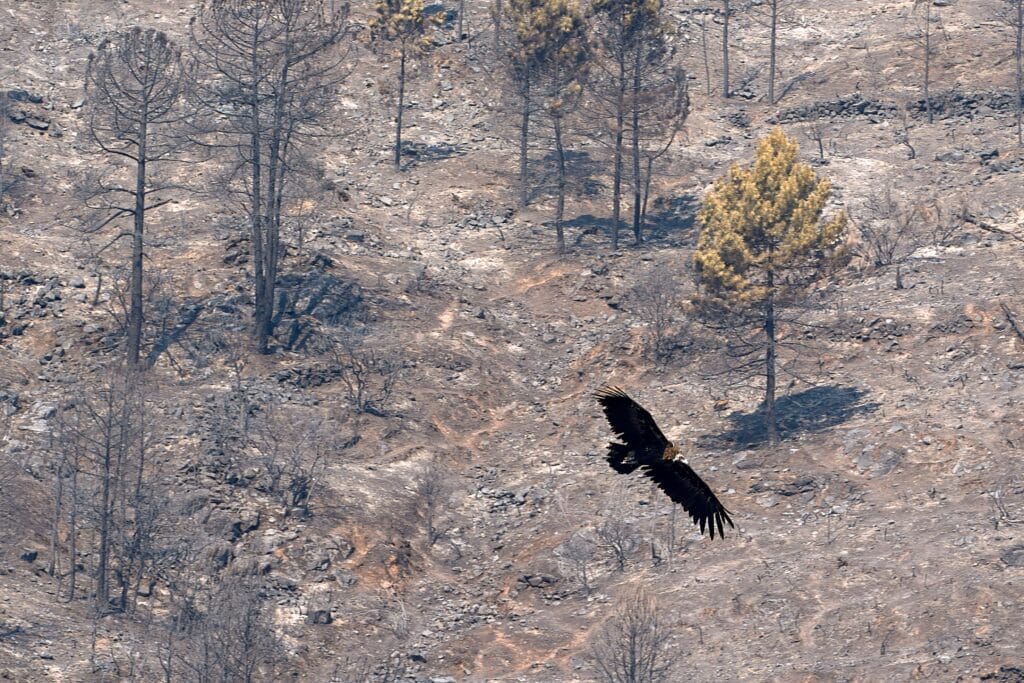 Renaturalización: una herramienta frente a los grandes incendios