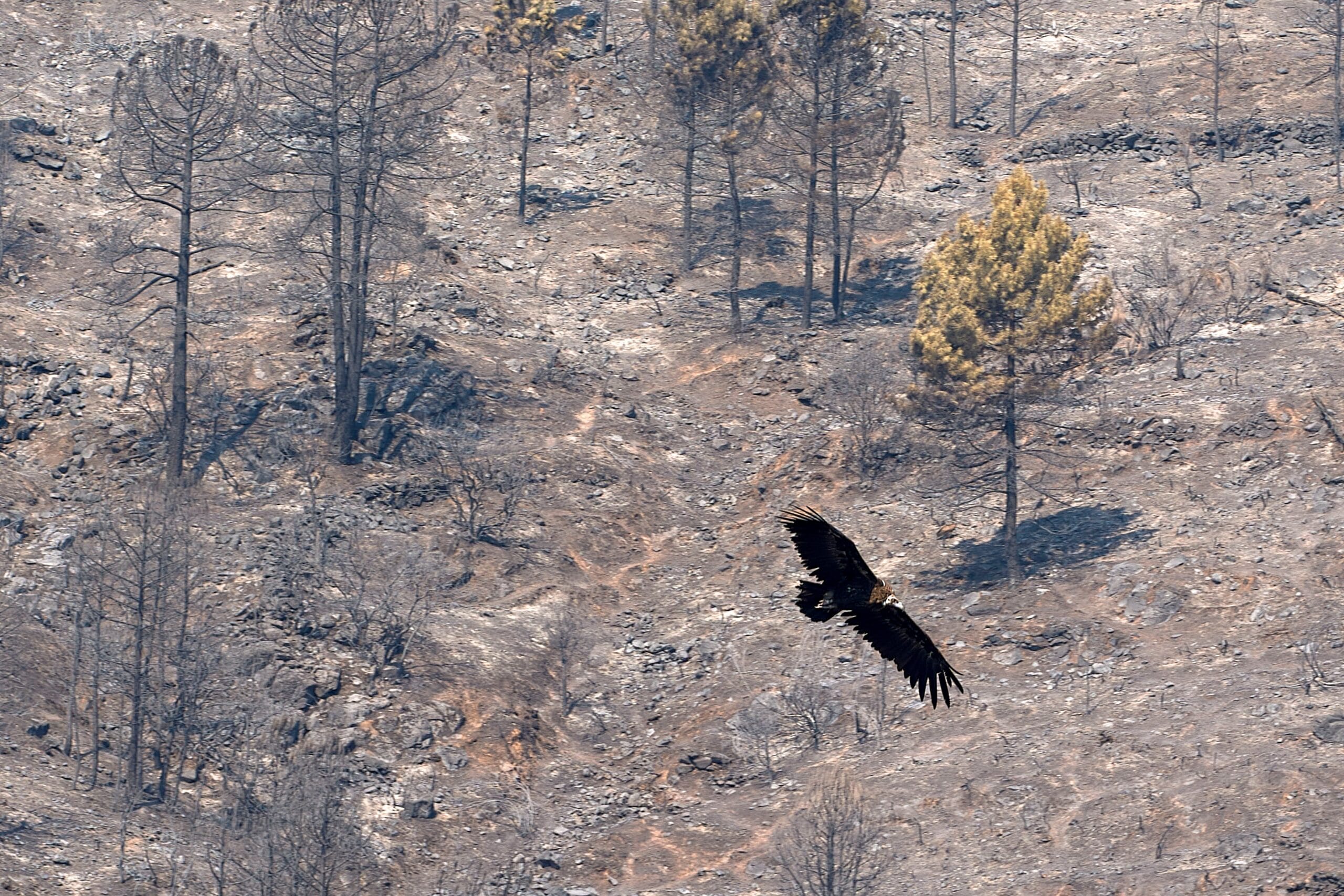 Renaturalización: una herramienta frente a los grandes incendios
