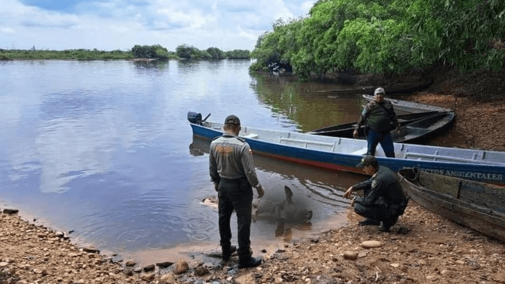 Cuatro manatíes aparecieron muertos el mismo día en el Caño San Silvestre, aguas abajo de la represa - crédito Barramejos