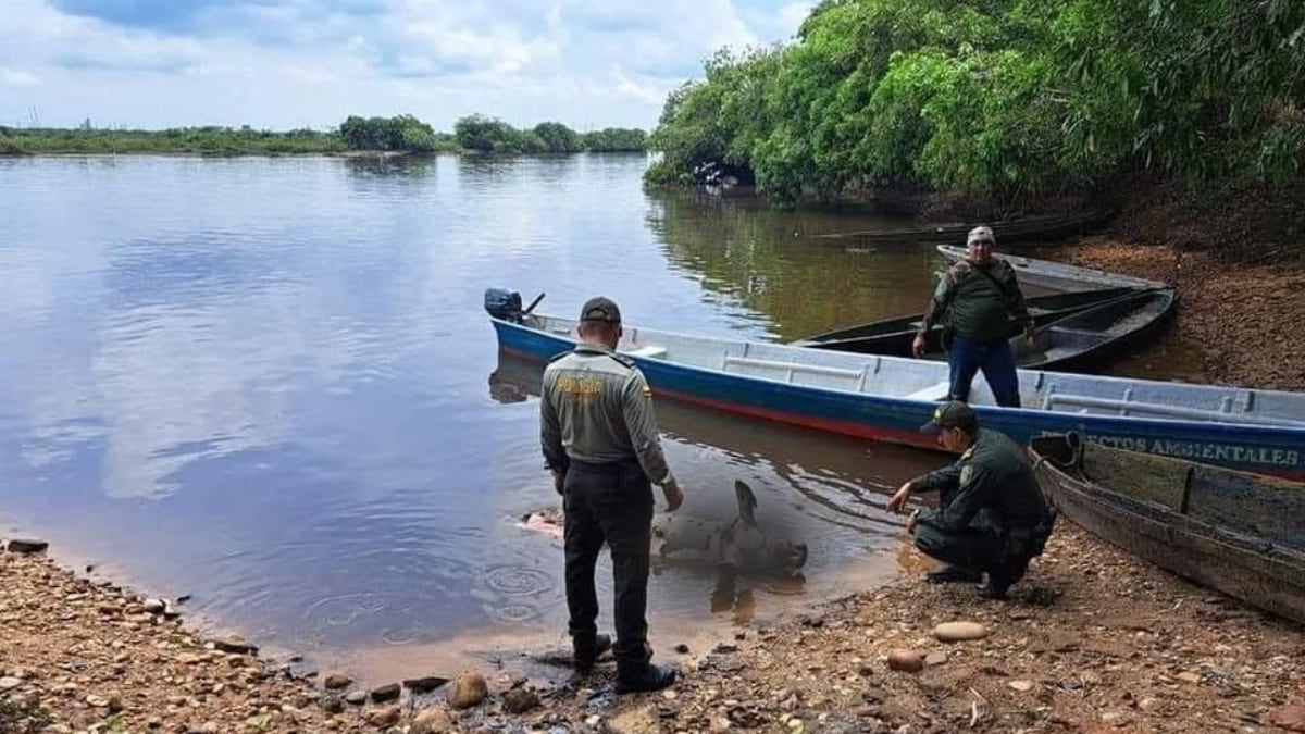 Cuatro manatíes aparecieron muertos el mismo día en el Caño San Silvestre, aguas abajo de la represa - crédito Barramejos